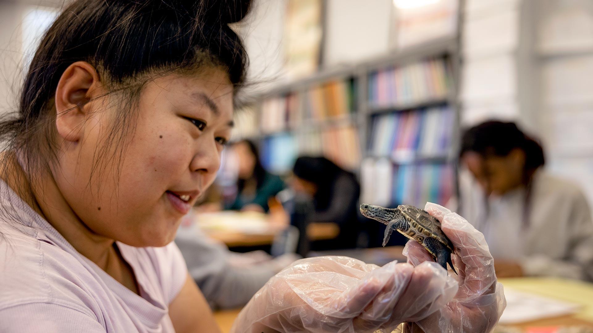 Elementary education major Lauren Taylor ’23 holds one of three baby terrapins being raised at the College of Education, where they’ll serve as teaching tools for the 2022-23 school year before being released back into the Chesapeake Bay in the summer. Photos by Stephanie S. Cordle.